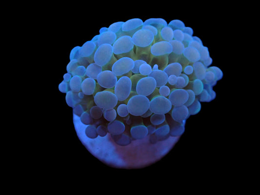 Euphyllia Paraancora Purple Teal Frammer 499kr p/h