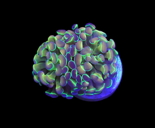 Euphyllia Paraancora Hologram 799kr p/h