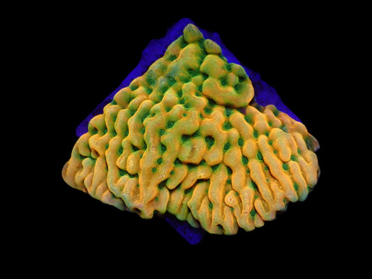 Montipora Danae JasonFox Beach Bum 999kr p/f