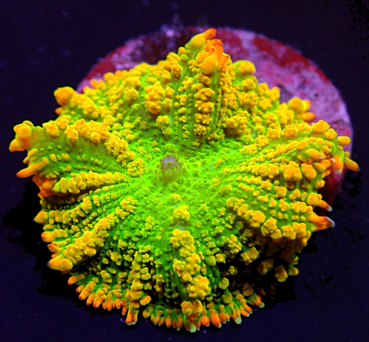 Rhodactis Inchoata Tequila Sunrise 899kr