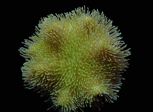 Sarcophyton Yellow 599kr
