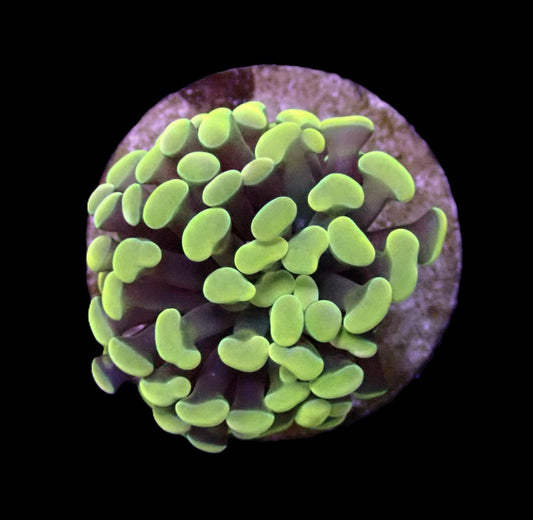 Euphyllia Paraancora Yellow Gold frag 499kr (2 heads)